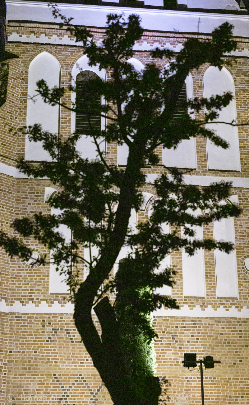 Drzewo na tle dzwonnicy katedry, zdjęcie ilustracyjne